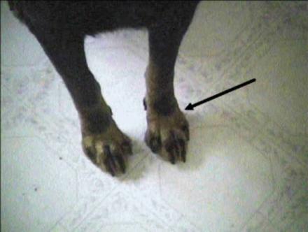 DOG WITH ONE COLDER FOOT